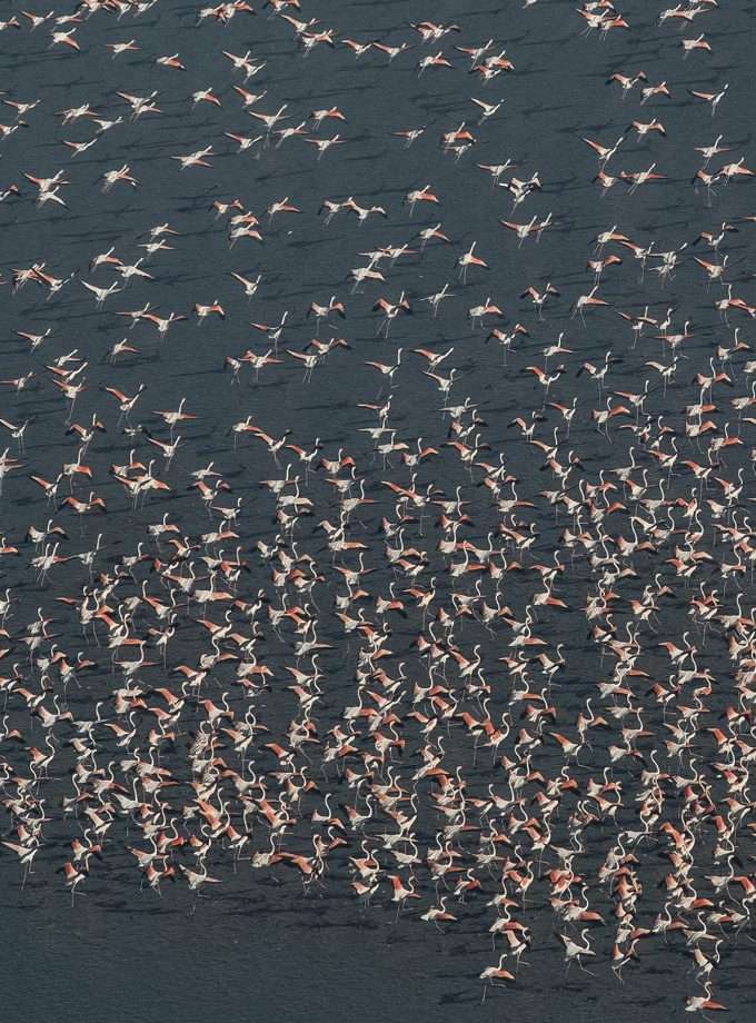 Bañador Spheniscus - FLAMINGOS